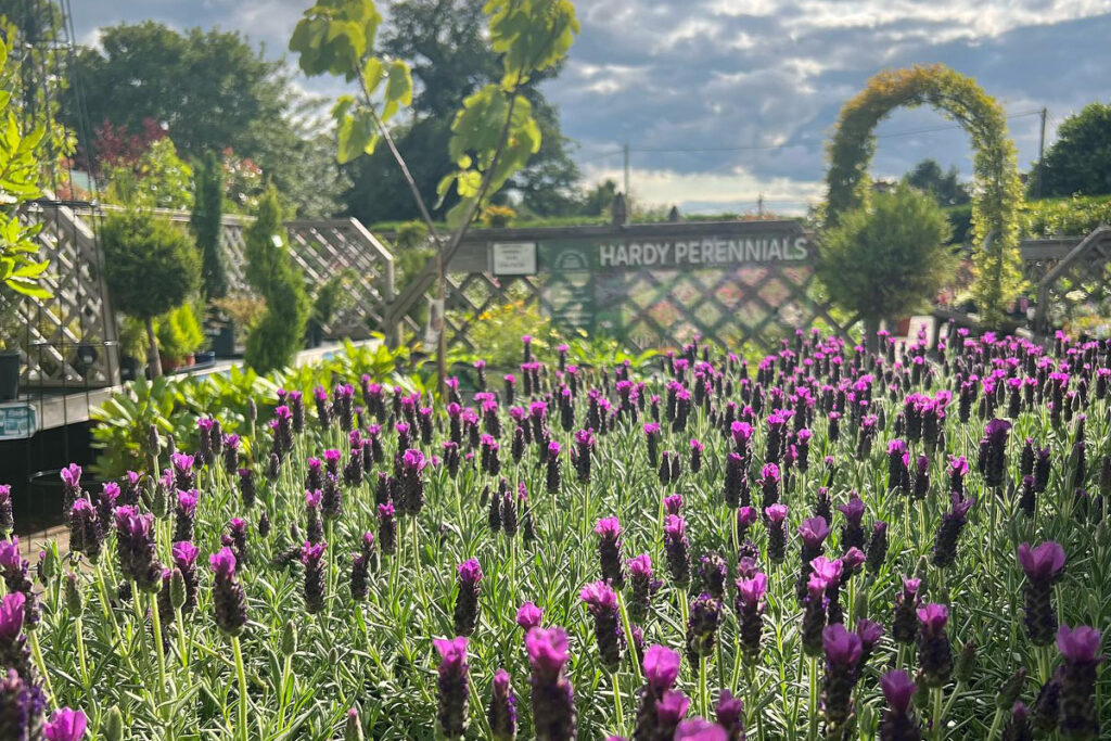 Hildreth's garden centre news