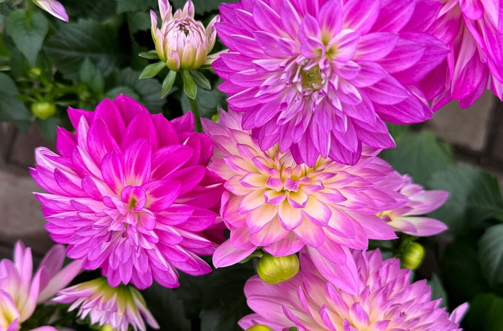 Garden Centre plants