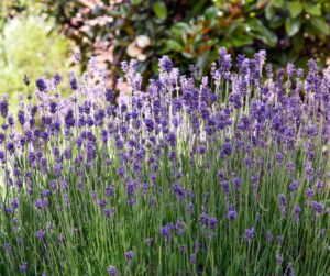 Mediterranean-style planting, heatproof your garden