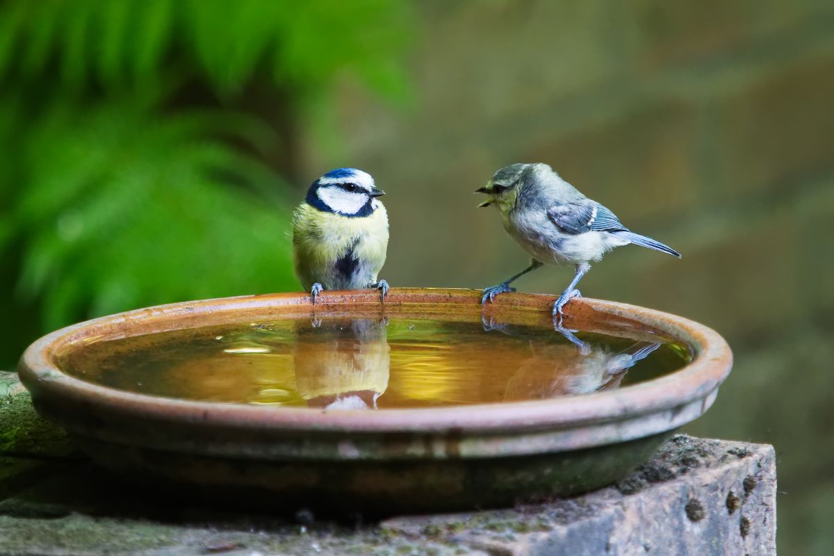 tips for bird lovers, Hildreth's pet shop